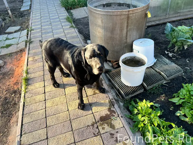 Пропал Султан, район ул. Тимирязева