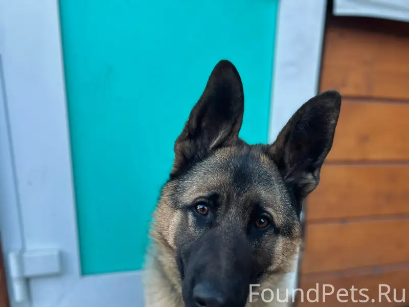 Пропал кобель немецкой овчарки, Печаткино