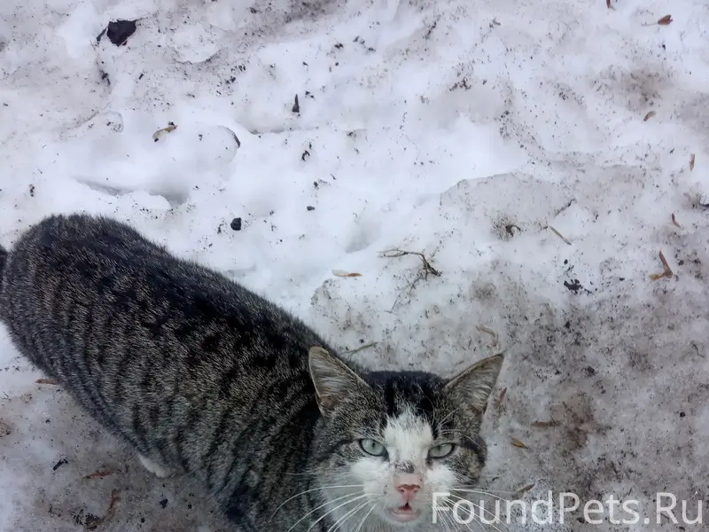 Найден кот, улица Пролетарская