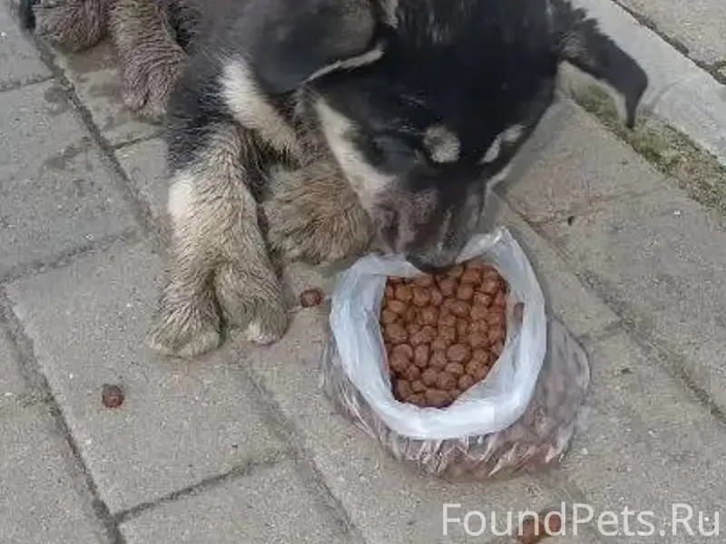 Найден щенок, Тольятти, Центральный район