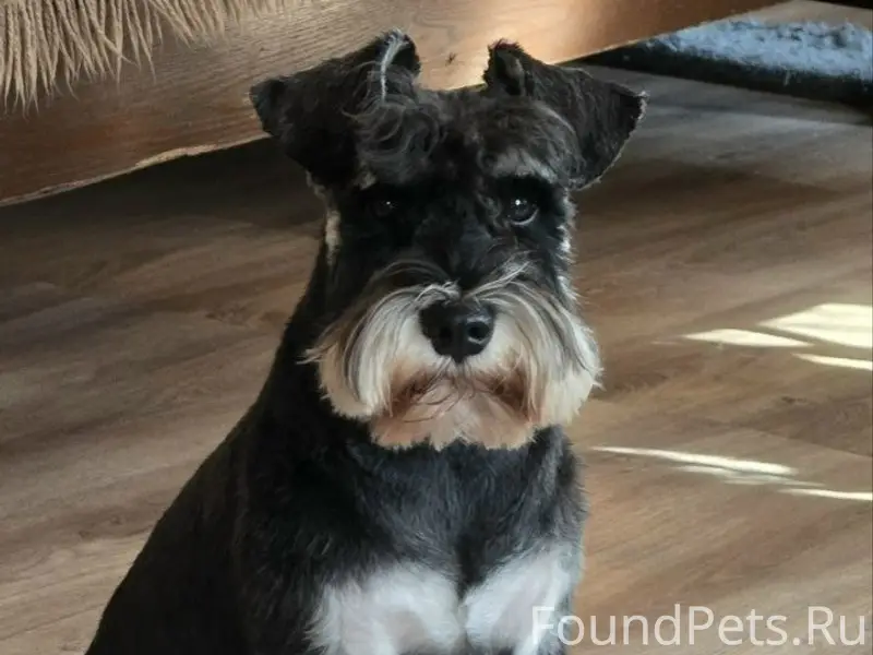 Пропал Тихон, нижняя Стрекаловка