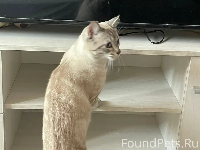 Найден котёнок, Чехова 13