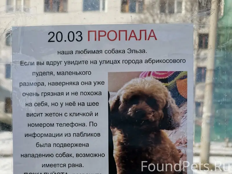 Пропала собака Эльза, улица Свердлова, Мурманск