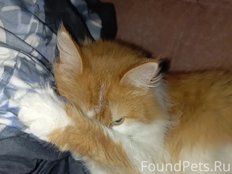 Пропал кот, Борисов, ул. 50 лет БССР