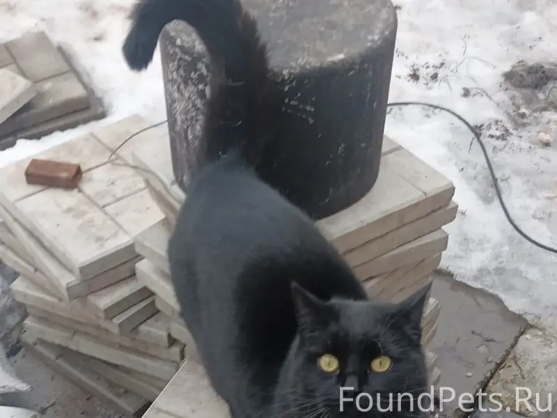 Пропал кот, Мичуринец