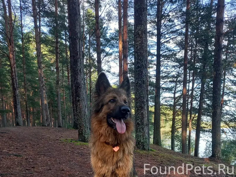 Пропала метис овчарки, район Спасской церкви