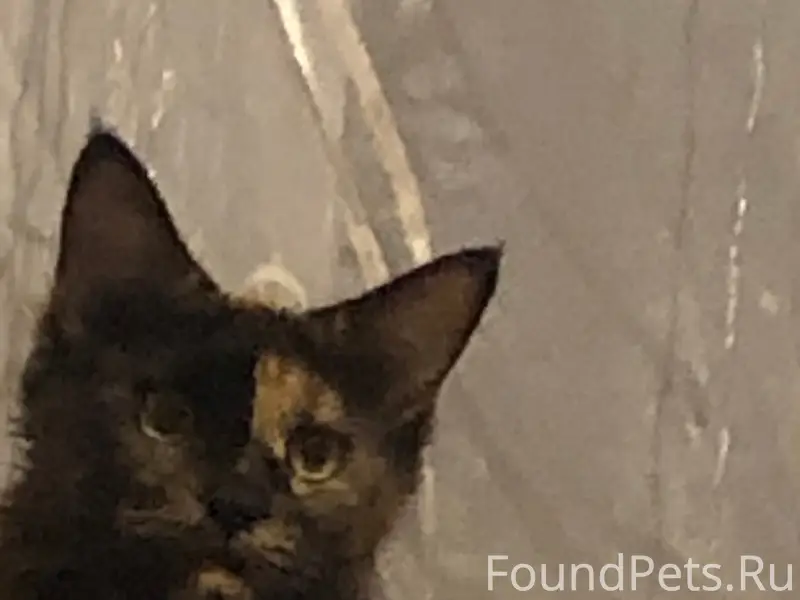 Пропала кошка, нет данных о месте пропажи