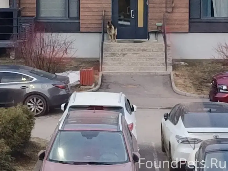 Найден кобель овчарка Мо, Истринский район