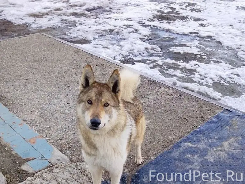 Найден Западносибирская лайка, Павловский тракт