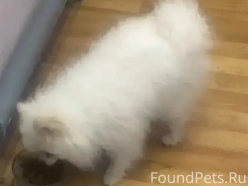 Найден шпиц, пересечение улиц Лермонтова и Энгельса