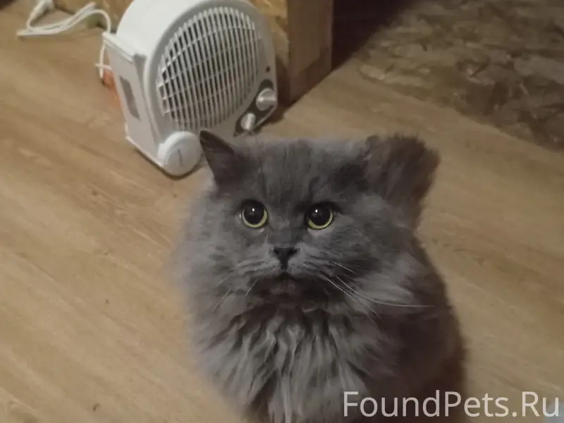 Пропал перс Дымок, улица Боровая