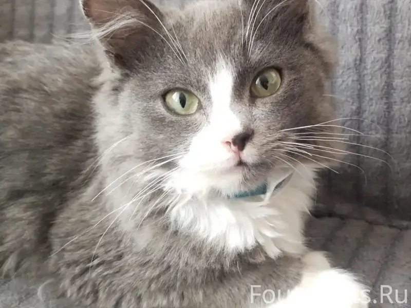 Пропал кот, угол улиц Стекольная/Кирова