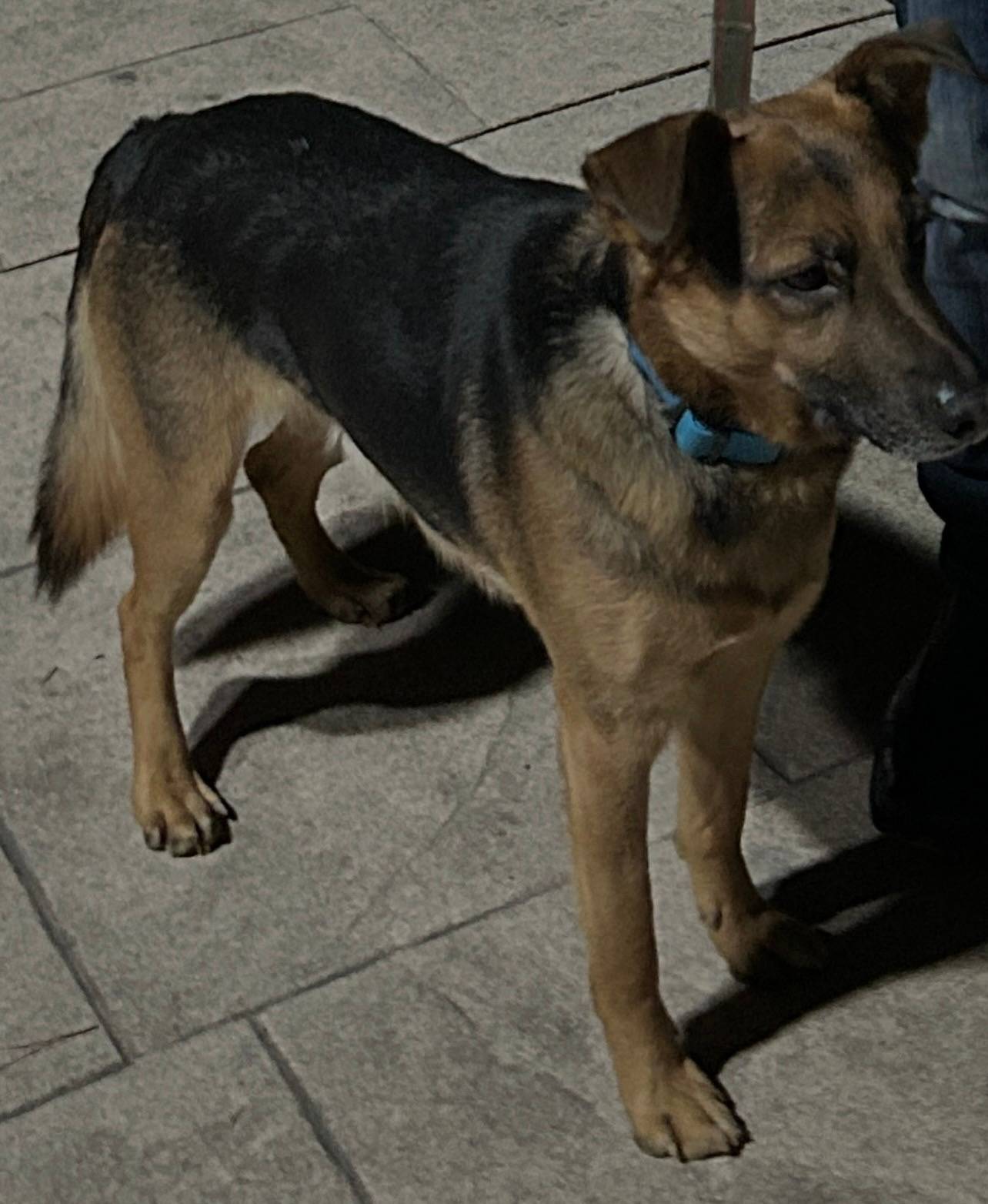 Пропала собака, Гурзуф