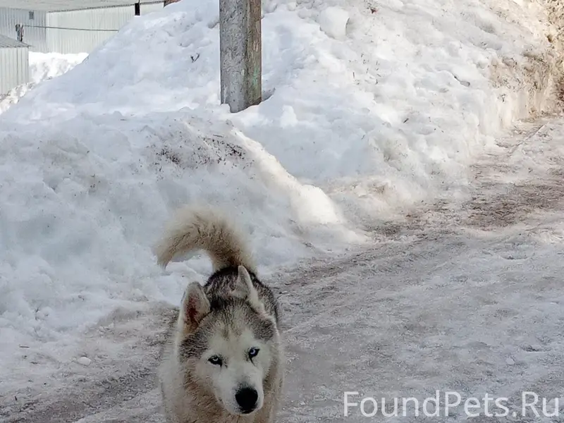 Найден пёс, Ленина 20