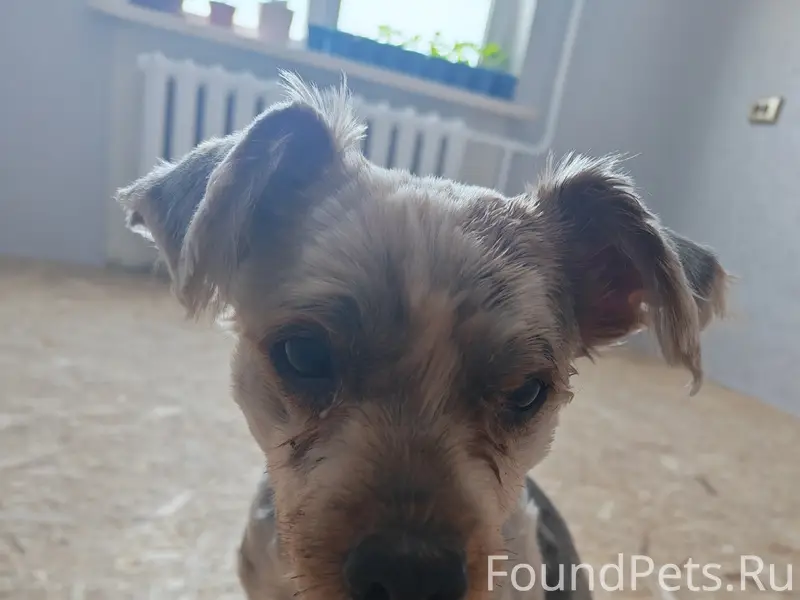 Найден стриженный пёс, Молодёжная 17