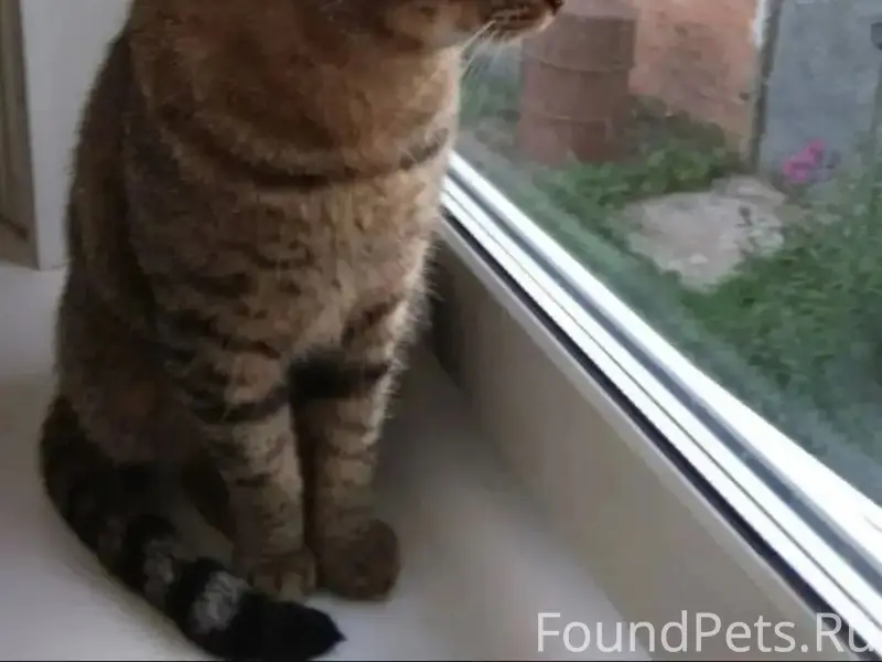 Найден кот Жорик, Московская область