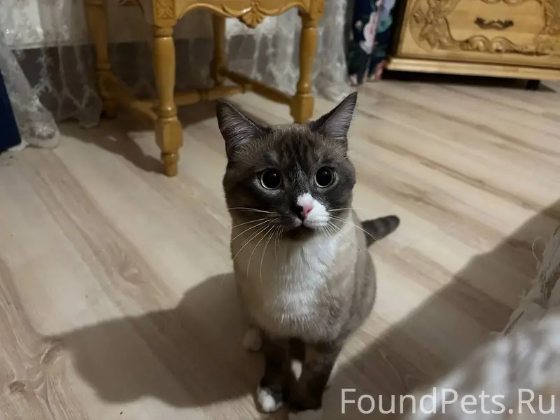 Пропал кот Степа, пр-т Калашникова