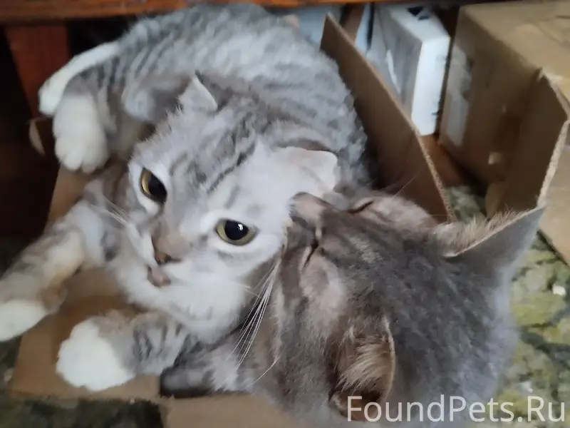 Пропала британская кошка Лапочка, Дмитров