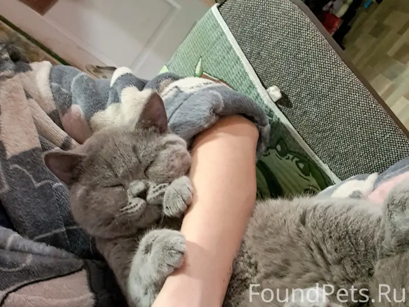 Пропал британец прямоухий, Гарнизон