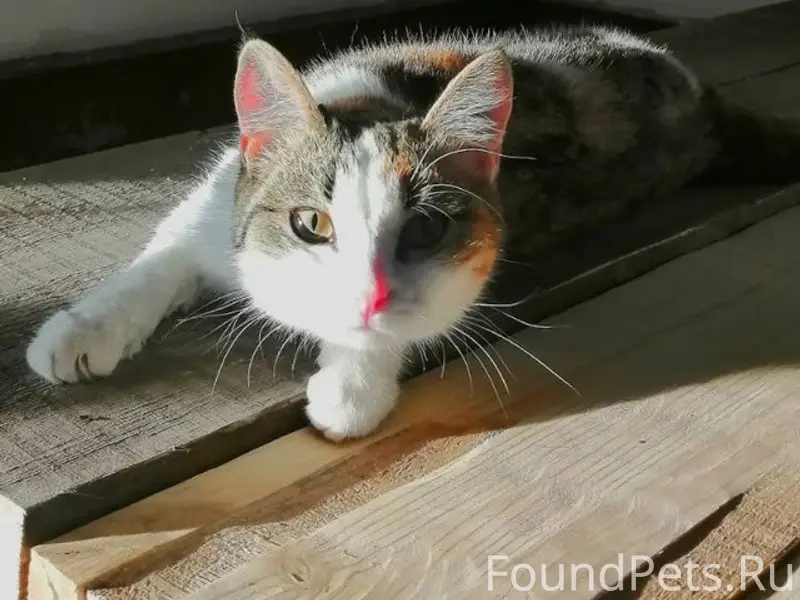 Пропала кошка Мурка, посёлок Северный