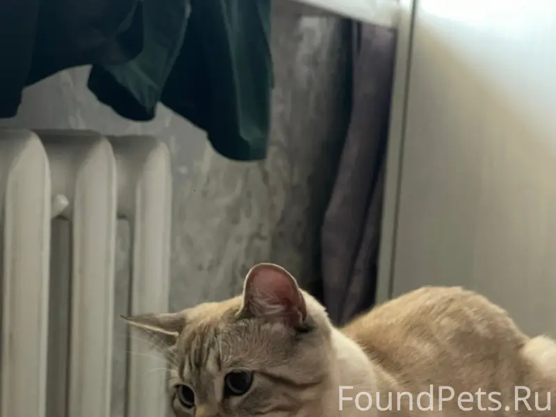 Найден котёнок, Чехова 13