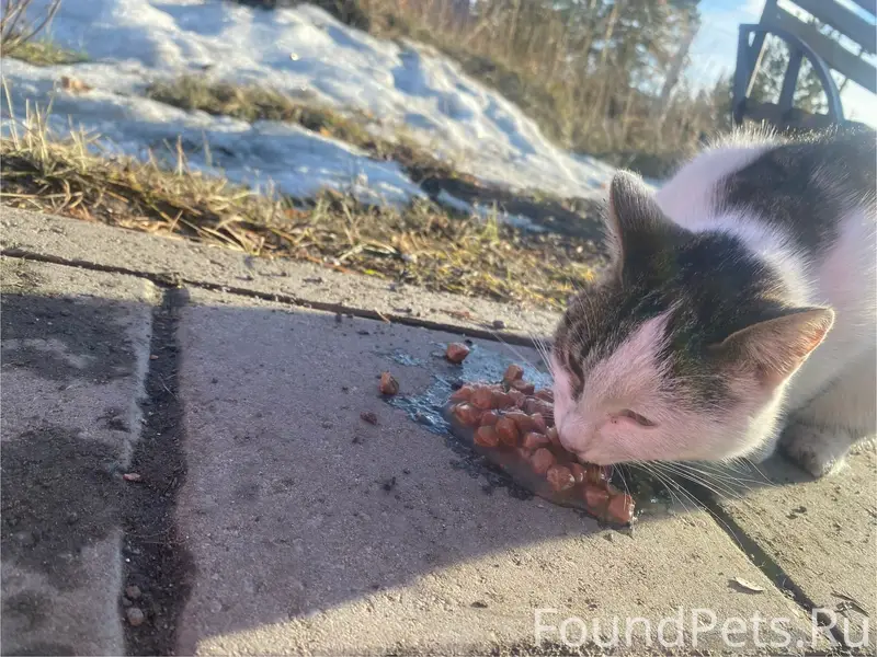 Пропала кошка, Тулун