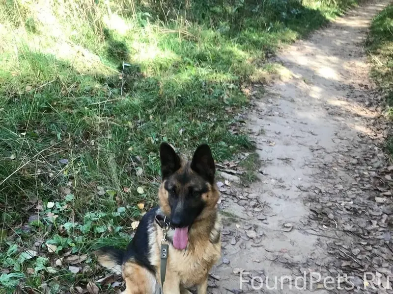 Пропала собака, Родина, промзона