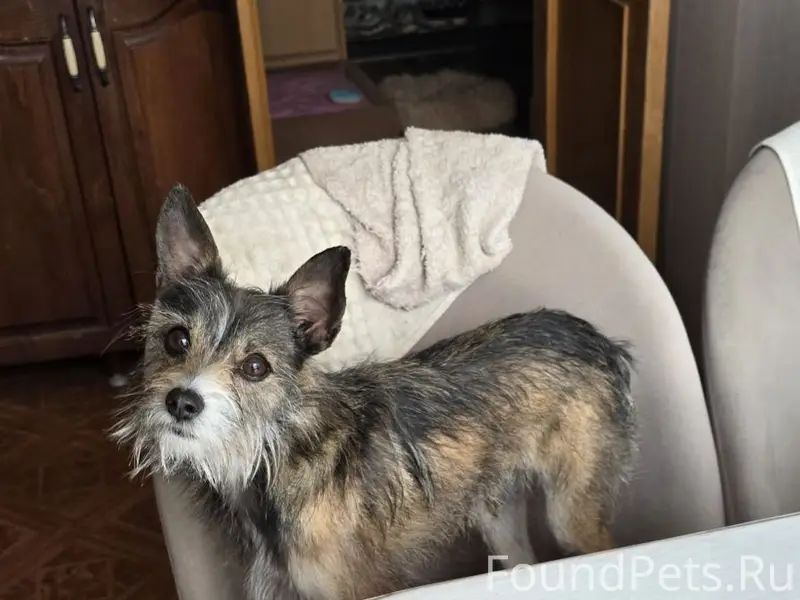 Найден пёс, район Гумрака, Волгоград