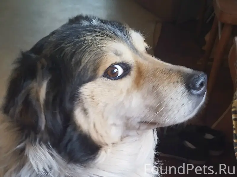 Пропал пёс Дик, Новая Усмань