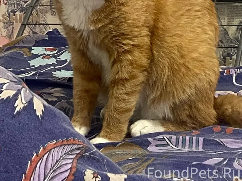 Пропал рыжий кот Толстик, м-н Северный