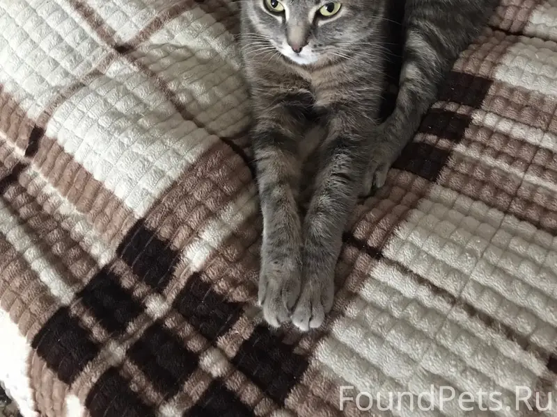 Пропала кошка Маркиза, район Жанар