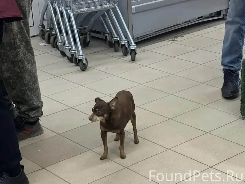 Пропала собака Дикси, Кукарино