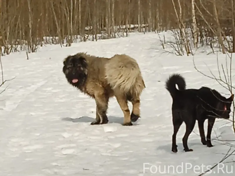 Найден кавказец, Кислотные Дачи