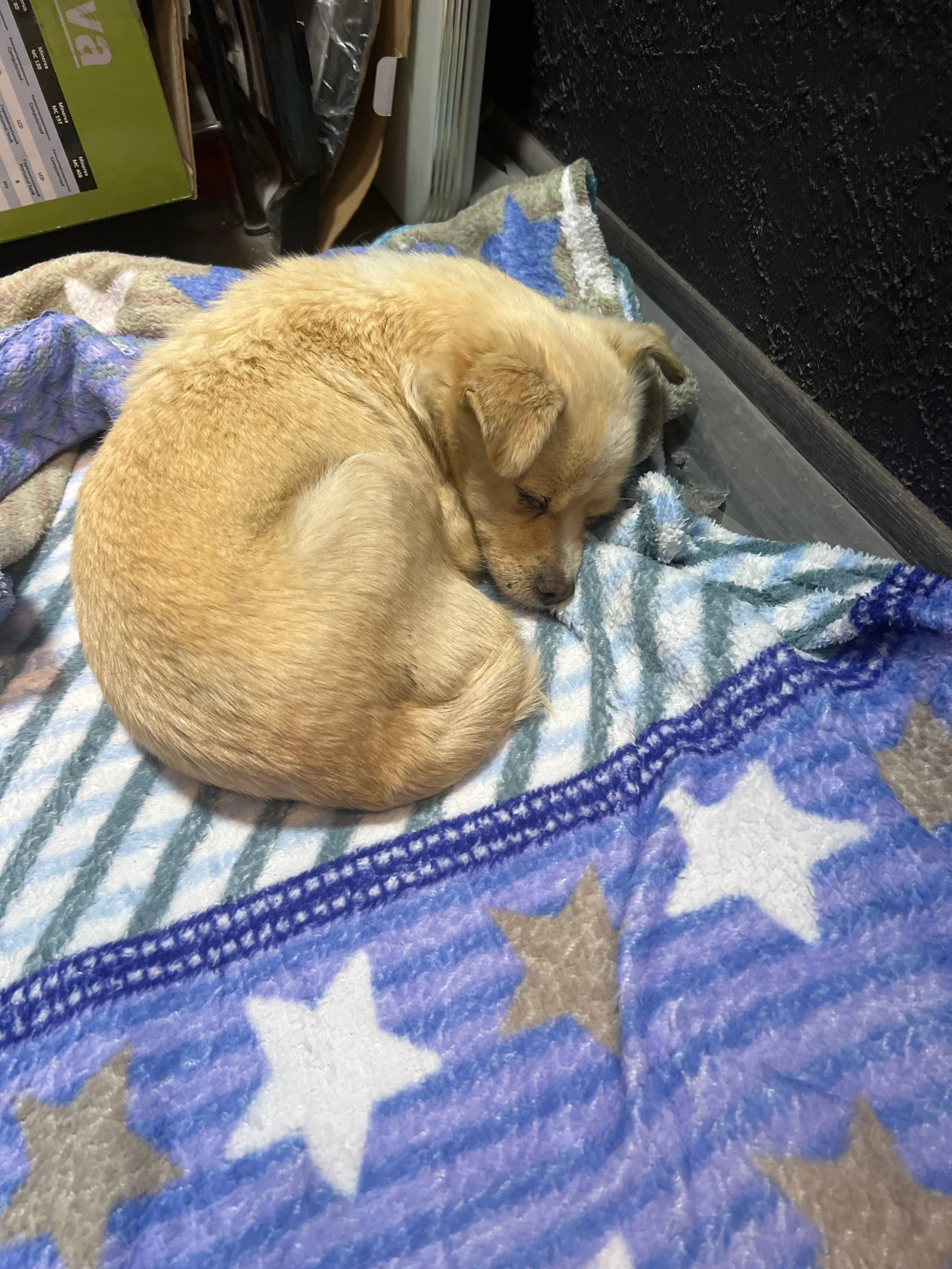 Найдена собака, Симферополь, район ул. Караимская и Чехова