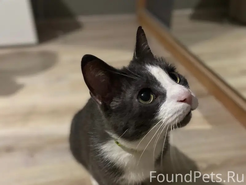 Найден кот, Голландская 10