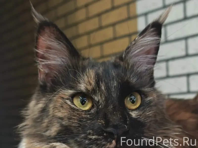 Пропала кошка мейкун Бони, район Есенина