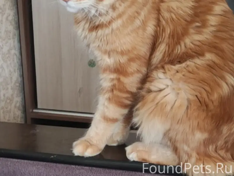 Пропал рыжий Мейн кун, район Химмаш