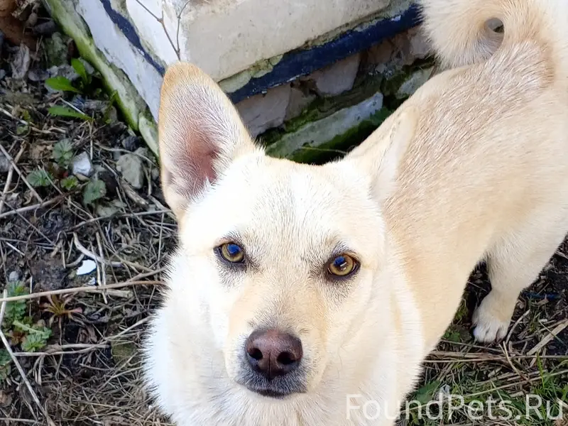 Пропал щенок