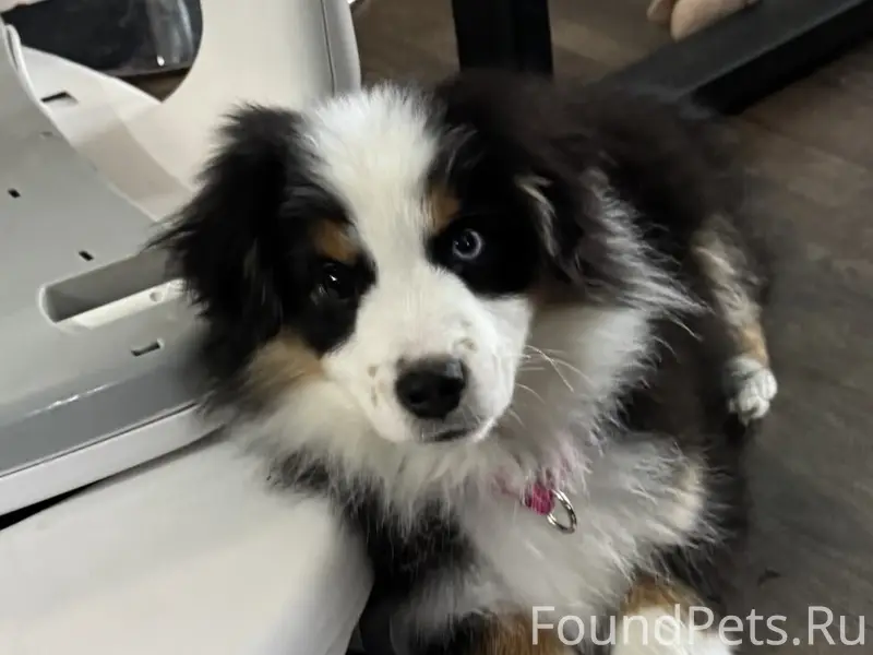 Пропал щенок, хвост купирован, голубой глаз