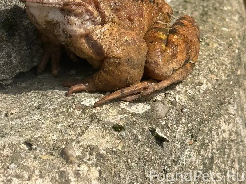 Пропала собака, место пропажи: двор