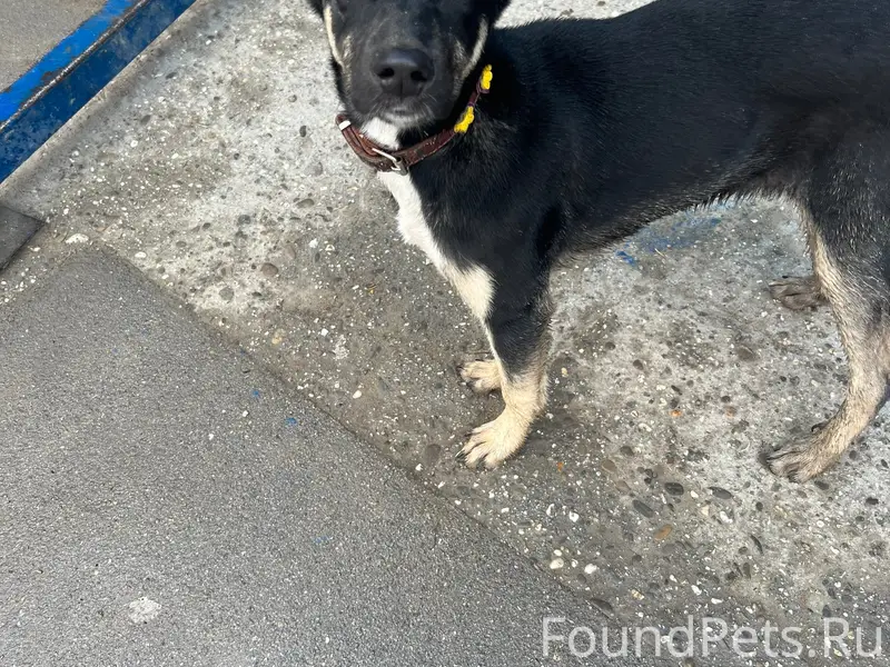 Найдена собака, пгт. Зуя