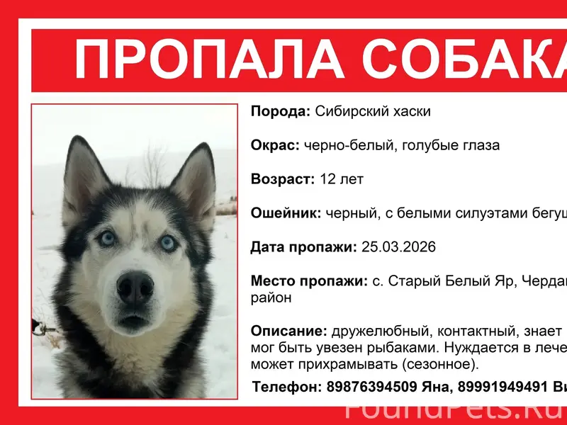 Пропал Сибирский хаски Дайман, с. Старый Белый Яр