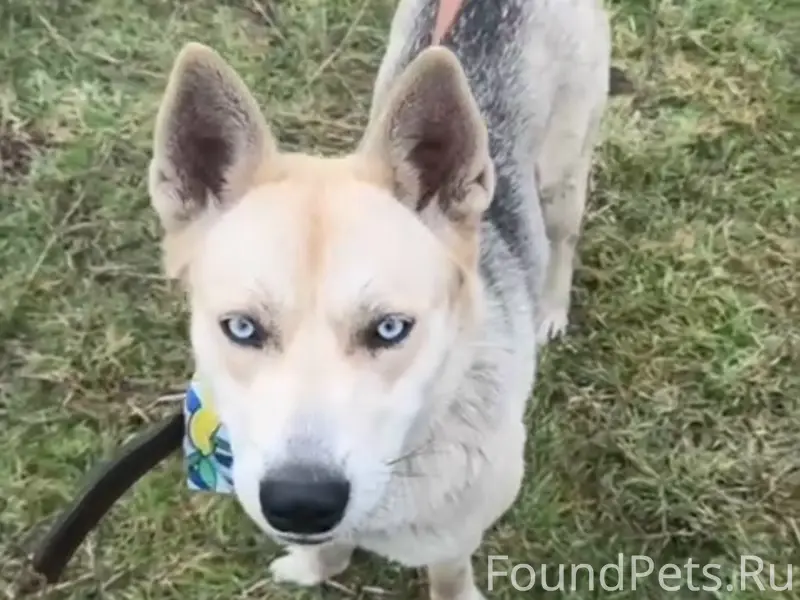 Пропала собака Айза, район ул. Толстого