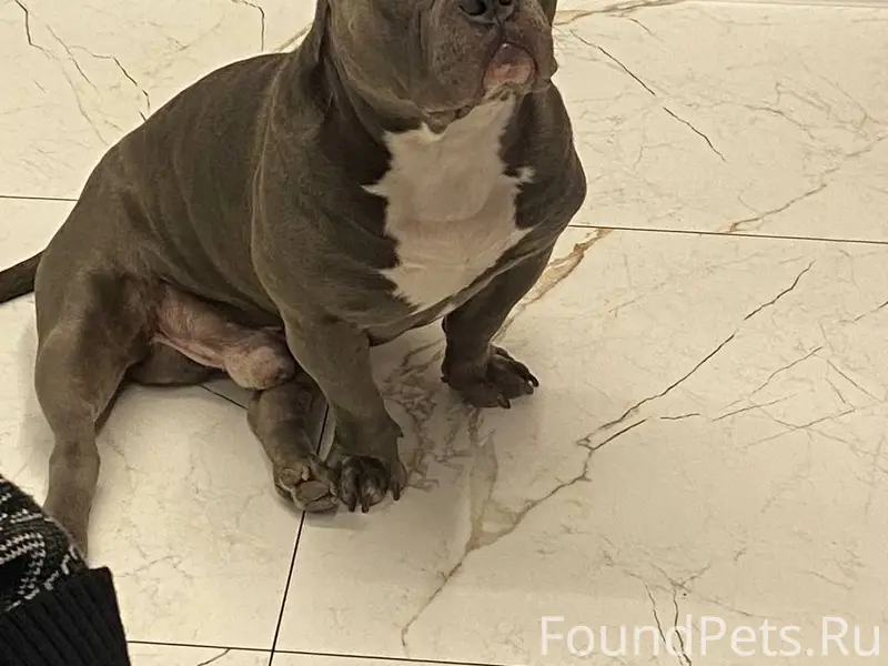 Пропал Тайсон, турбаза Лемью