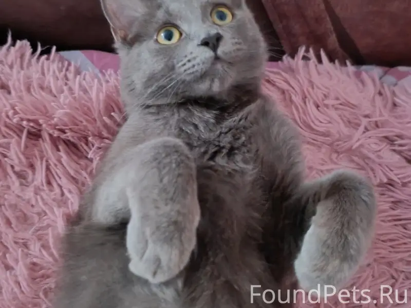 Пропал кот Толик, мкр. Северный 6