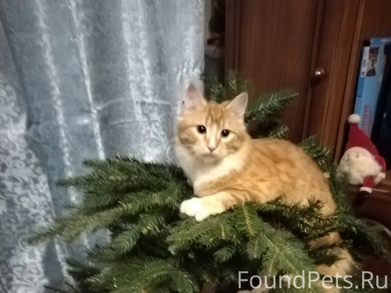 Пропал кот, Братьев Горкушенко 3