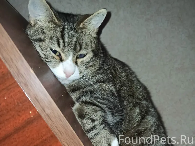 Пропал кот Фунтик, район милиции