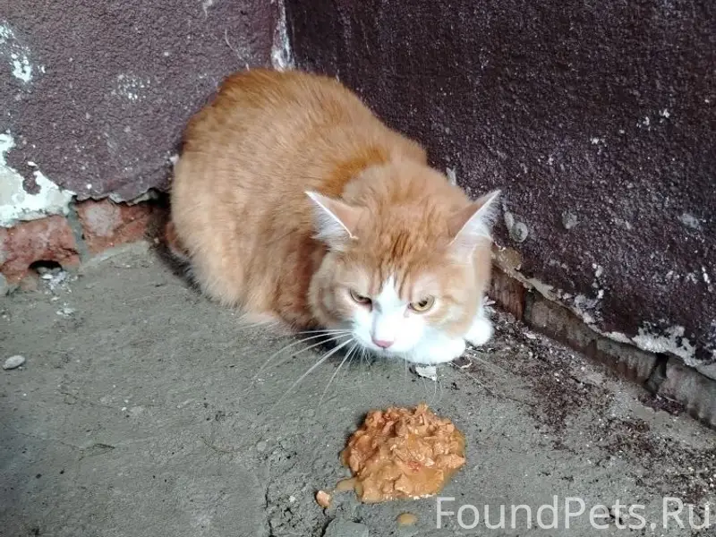 Найден котик, ул. Анны К, д. 16