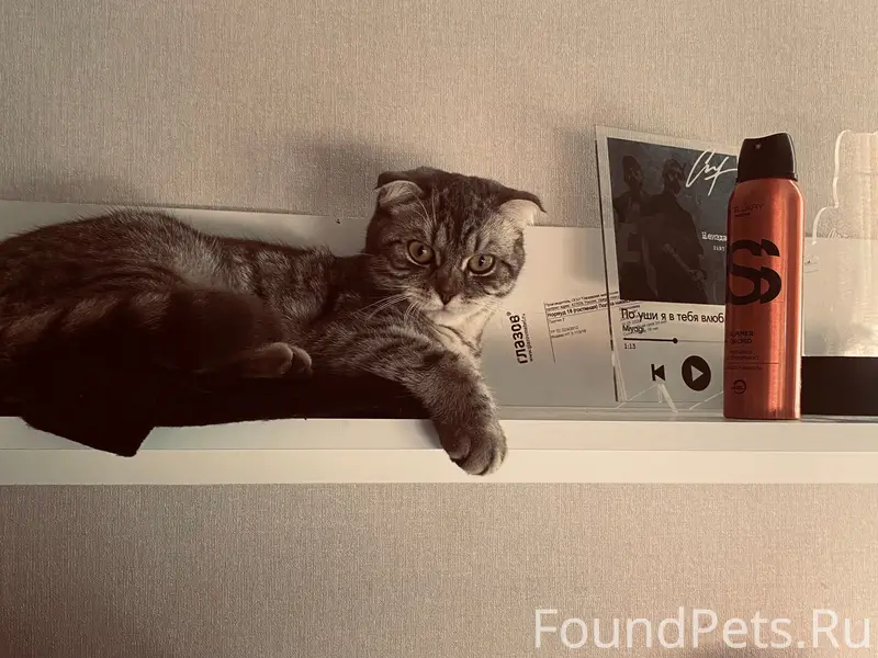 Пропала кошка Юна, Ржев