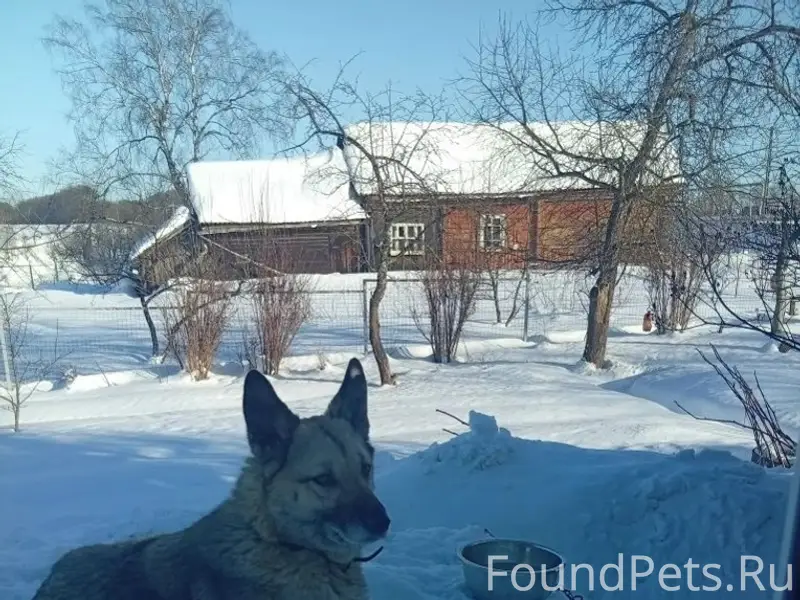 Пропал пёс Бакс, деревня Красная роща